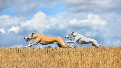 32 dog breeds that were made for running