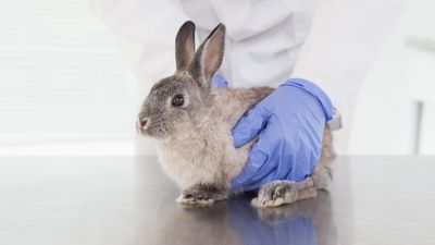 32 common illnesses rabbits can get