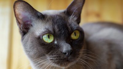 Cat makes 900-mile journey home across the US from Yellowstone to California