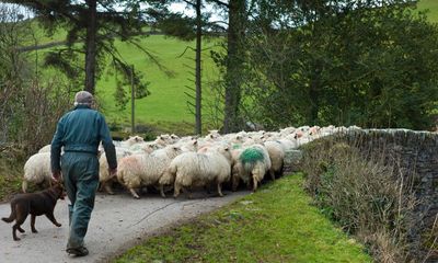 Country Diary 100 years on: sheep and dogs dominate over rabbits and house martins