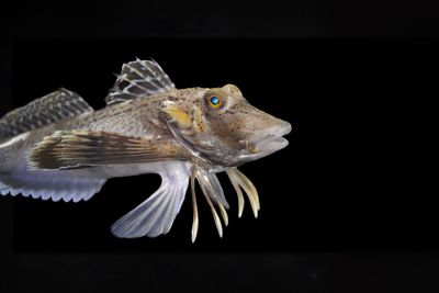 Meet the fish that tastes with its feet