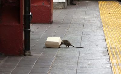 NYC Officials Vote to Deploy Contraceptives in War Against Rats