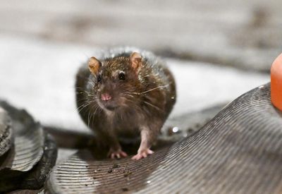 New York greenlights rat birth control to curb city’s infestation