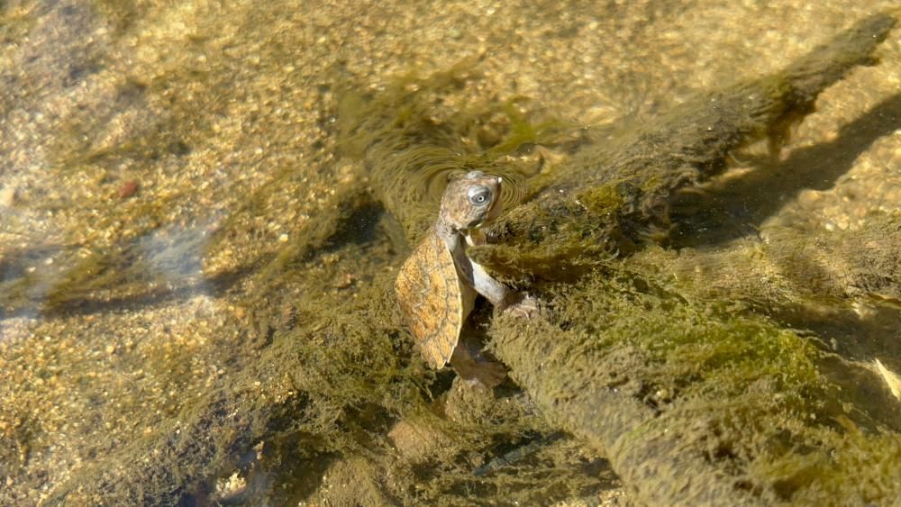 Bottombreathing turtle among Queensland endangered…