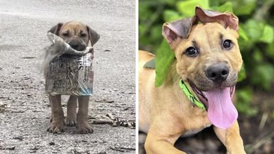 A Story Of A Stray Dog Carrying A Damp Newspaper As His Only Toy Took Unexpected Turn