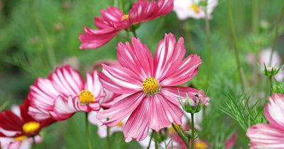 Fleeting flowers that lift the happiness quotient of our lives