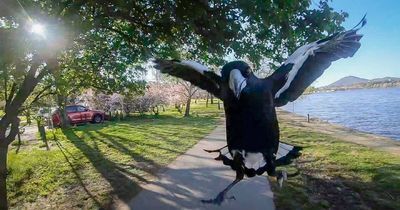 When magpies attack: a city's love-hate relationship with its birds