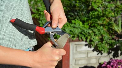 How to sharpen pruning shears – for cleaner cuts when tending to your plants
