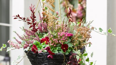 The best plant arrangements for autumn hanging baskets that shine on even the darkest of days