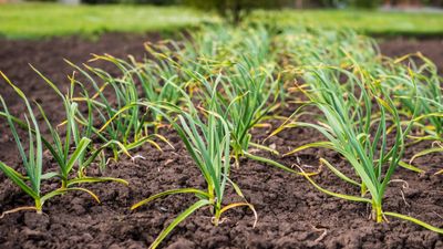 7 vegetables to plant in October – and professional advice for growing them successfully