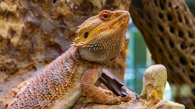 How long do bearded dragons live? The answer may surprise you.