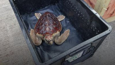 'Weak' turtles washed up on UK shores released back into the sea by Royal Navy