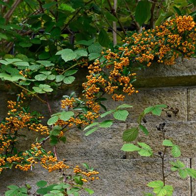 When to prune pyracantha - the exact time to prune firethorn hedges and shrubs to promote flowering and fruiting