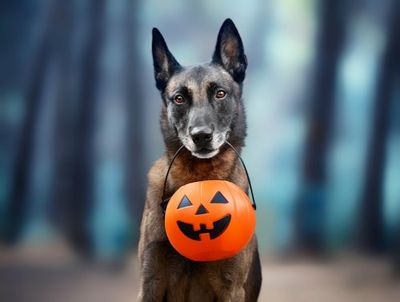 Is Pumpkin Spice Dangerous To Dogs? Here’s Why They Should Avoid It