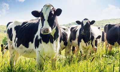 Cows help farms capture more carbon in soil, study shows