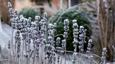 Winter garden trends – 5 ways to uplift your yard for the coldest season