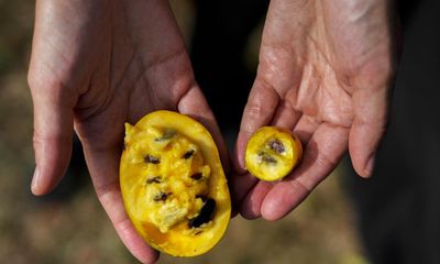 Could pawpaw, the US-native fruit, become the new kiwi or mango?