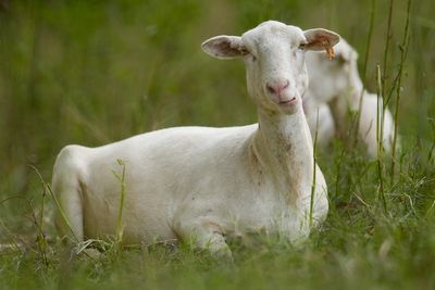 Cities are using sheep to graze in urban landscapes and people love it