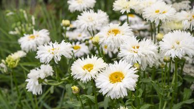 Best Shasta daisies – 10 varieties of these joyful, hardy perennials