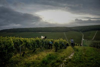 Climate change and harsh weather in France bring challenges to Chablis wine country