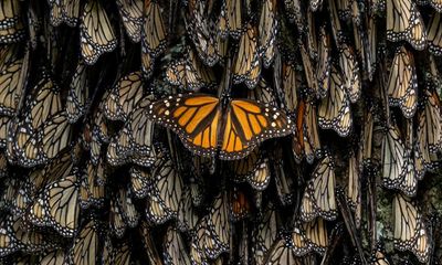 ‘Every tree used to be blanketed with them’: photographer captures campaign to save monarch butterfly