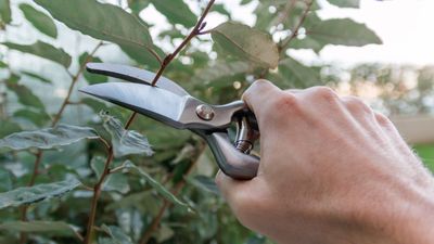 7 plants to never prune in October – and why early fall is a risky time to trim