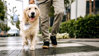 Trainer reveals why she doesn't let people or other pups greet her dog when they're on leash — and it's really got us thinking