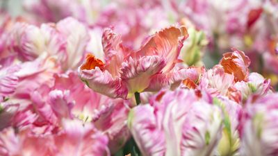 Best high-impact bulbs – 8 impressive specimens to plant now for showstopping flowers in 2025