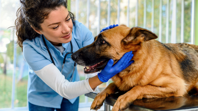 A vet’s guide to Von Willebrand Disease in dogs