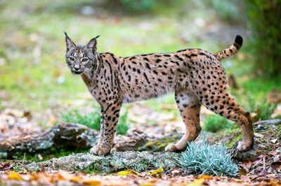 Ancient DNA Brought the World’s Most Threatened Cat Species Back From the Brink of Extinction