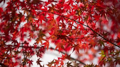 Trees with red leaves – 9 varieties for stunning color, even in winter