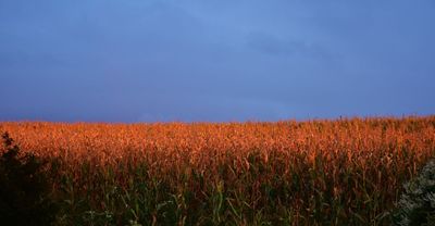 King Corn's Royal(s) Connection