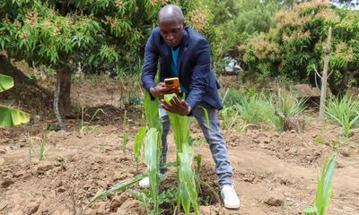 High tech, high yields? The Kenyan farmers deploying AI to increase productivity