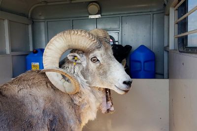 Man in court accused of cloning largest sheep in the world for trophy hunters