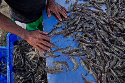 As big supermarkets pursue profits, new research shows growing exploitation of shrimp farmers