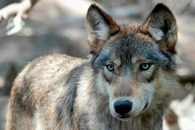 Push for law change after man brought wolf he hit with snowmobile into a bar