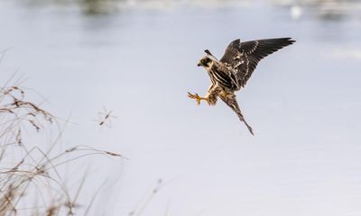 Country diary: A hunter drops from the sky, ragged as a shot jackdaw