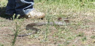 Snakes are waking up. What should you do if you’re bitten? And what if you’re a long way from help?