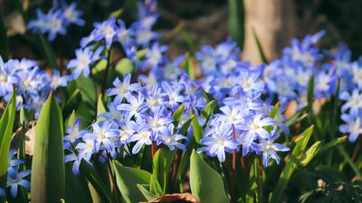 Best bulbs for shade – 6 delicate blooms to brighten dark corners