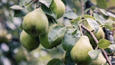 How to get a pear tree to fruit – 3 expert tips for a larger, juicier harvest