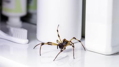 I banished spiders with this $3 cleaning hack — and it actually worked