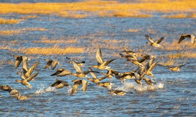 Country diary: The annual spectacular of noisy, feathered visitors