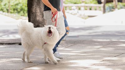 Is your dog reactive on walks? Try this trainer's six simple tips for a stress-free stroll