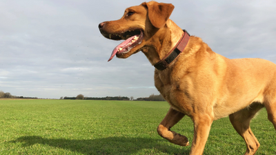 Luxating patella in dogs: Symptoms, causes and how to help