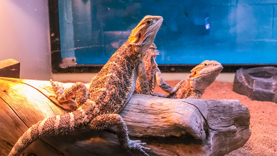 How long can bearded dragons go without heat?