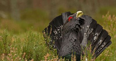 Emergency plan launched to save capercaillie in Cairngorms National Park