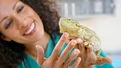 Bearded dragon care: How to keep your pet reptile healthy and happy