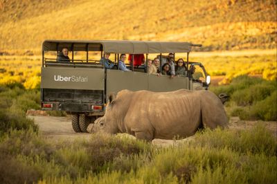 Uber launches $200 safari experiences in South Africa – here’s how you can book