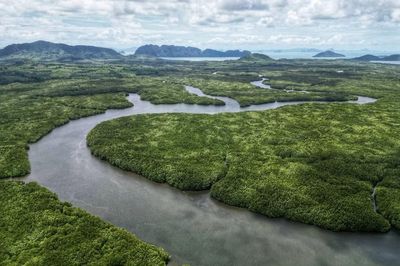 Spending time in Thailand’s ancient mangroves could be the path to peace