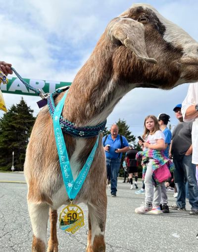 Runaway Pet Goat Wins Medal After Crashing Marathon